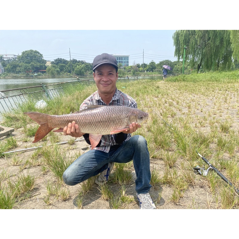 Mồi câu mè lá, Mè Bò 700gam +