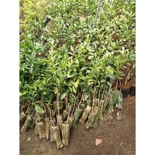 Quýt đường 23k/ cây