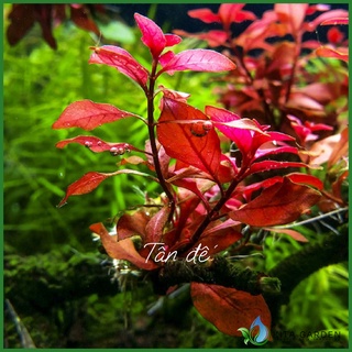 Cây thuỷ sinh . Tân đế tài hồng