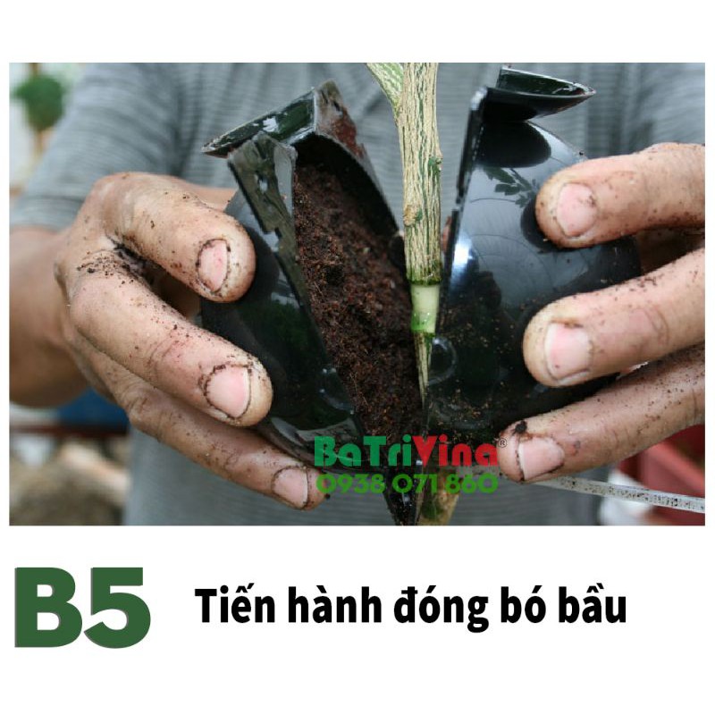 1 Bầu nhựa hộp chiết cành bosavina hỗ trợ chiết cành tạo rễ cực tốt bền hơn 4 năm