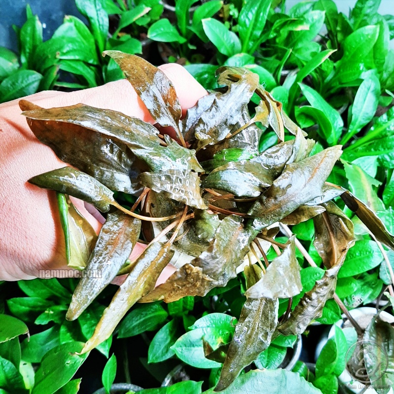 Cây Tiêu Thảo Nâu || Cây Thuỷ Sinh Dễ Trồng - Hút Độc Tố và Chịu Được pH Cao Cho Hồ Tép Sula