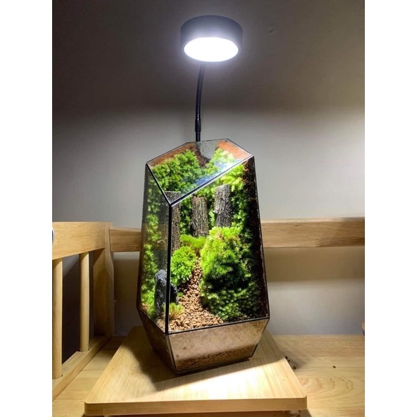 Bể terrarium đa giác trang trí bán cạn để bàn kích thước D12xR12xC25