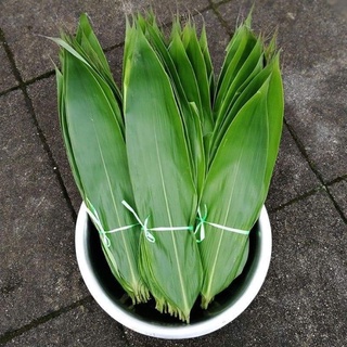 đót chít (gốc giống)