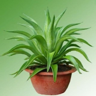 Cây Dứa Cảnh / Cây Ngọc Giá giống_ cây to