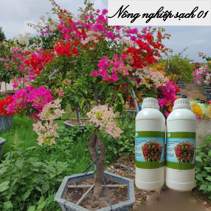 Phân bón cho hoa giấy, kích hoa giấy sai hoa, nở đồng loạt, màu sặc sỡ - 1 lít