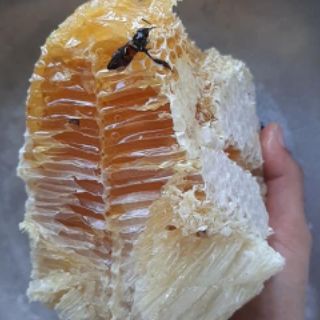 1 lít Mật ong rừng