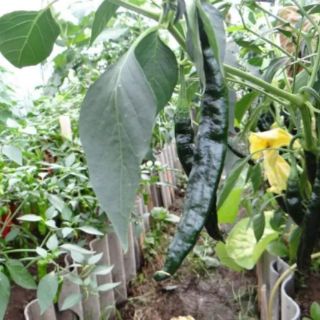 HẠT GIỐNG ỚT CAY XANH ĐEN THÁI LAN