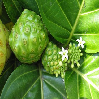 Combo 2 cây giống nhàu