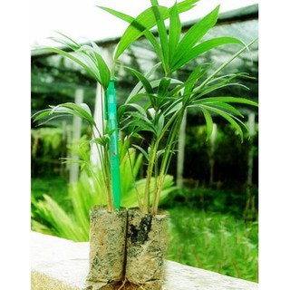 Sản phẩm cây giống MÂY RỪNG, thu dây, bán quả siêu kinh tế + Tặng (0,3kg) phân hữu cơ cao cấp