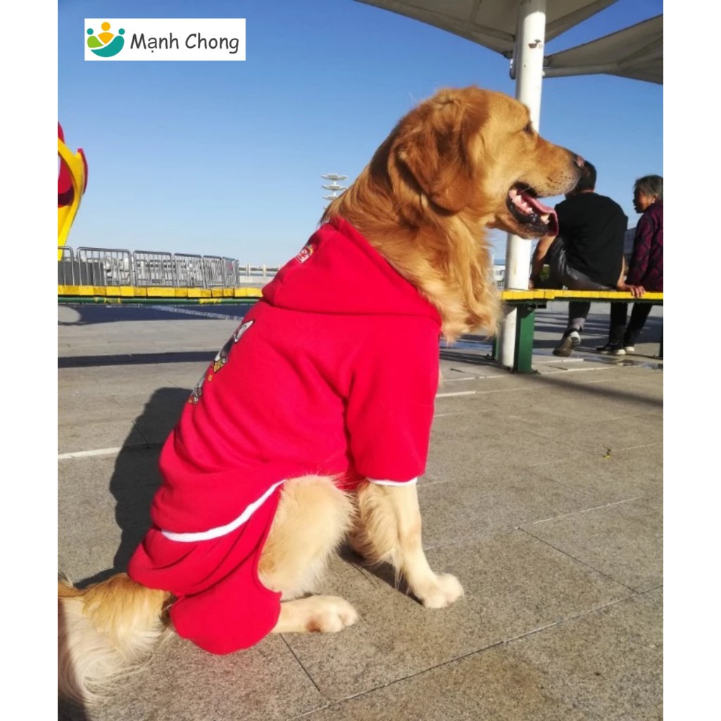 Golden Retriever Quần áo mùa xuân Big Dog Bốn chân