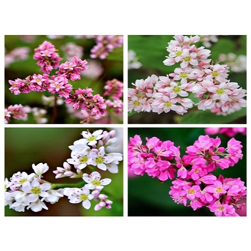 Hạt hoa tam giác mạch nhiều màu -chuẩn giống Hà giang ,túi 500 hạt