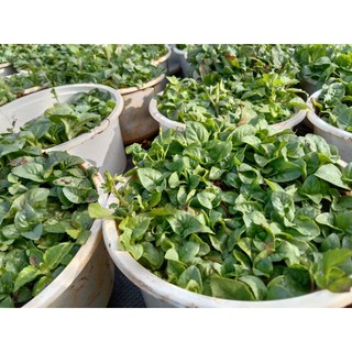 Cây Quế Vị Xá Xị Chậu Lớn 😌