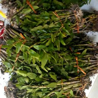 Phong lan nhất điểm hồng