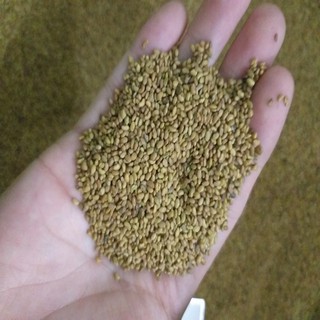 Hạt giống cỏ chăn nuôi ALFALFA 100g ( Linh lăng), Khả Năng Tái Sinh Mạnh