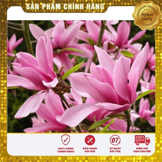 Hạt Giống Hoa Mộc Lan 3 Hạt