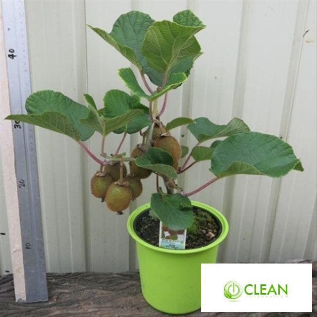 Hạt Giống Kiwi Lùn Giàu Dinh Dưỡng Gói 20 hạt