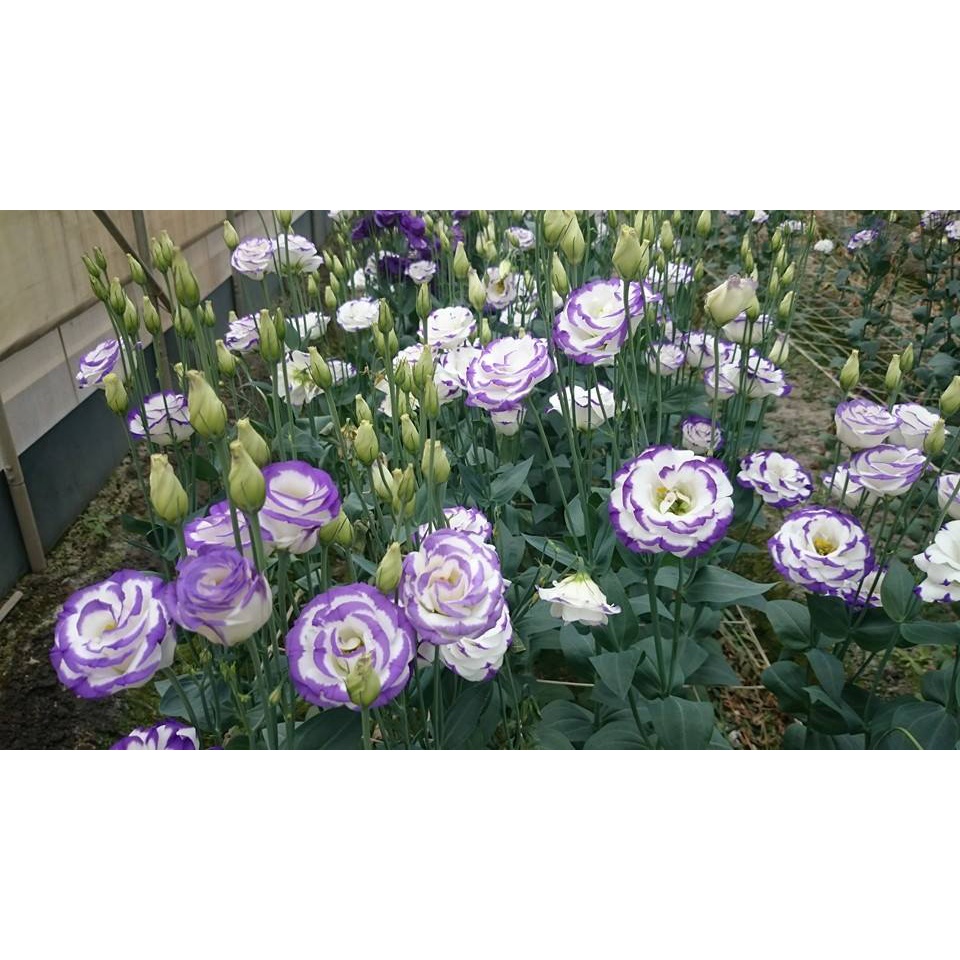 Hạt giống hoa cát tường đủ màu siêu hoa F1