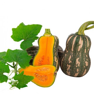 Hạt giống bí đỏ hạt đậu trái dài F1 - gói 10 hạt