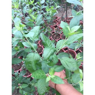Cây giống táo đỏ lùn f1