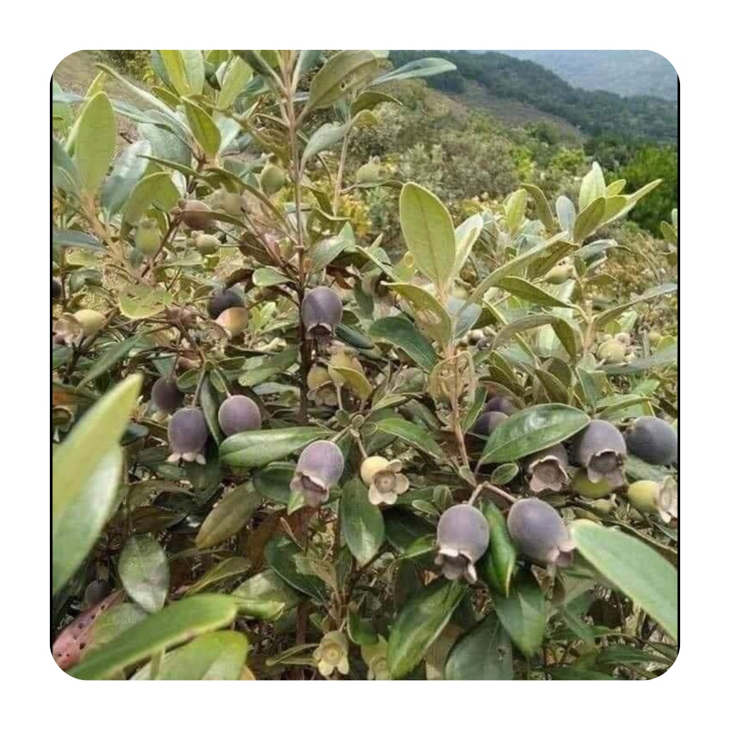 Sim rừng khô loại 1 hàng mới hỗ trợ hệ tiêu hoá, tăng cường sinh lý túi 1kg | BigBuy360 - bigbuy360.vn