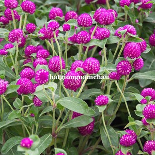 2 GRAM - HẠT GIỐNG HOA CÚC NÚT ÁO ( BÁCH NHẬT ) TÍM