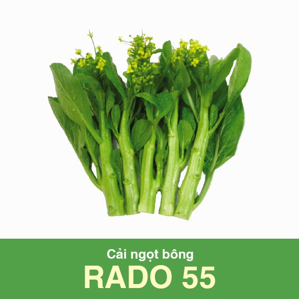 Hạt Giống Cải Ngọt Bông (Cải Ngồng) Rado 55