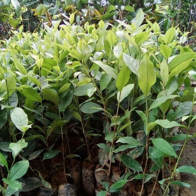 CÂY GIỐNG CHÈ XANH THÁI NGUYÊN