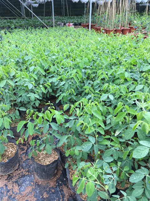 Cây đậu biếc đang ra hoa hoặc nụ