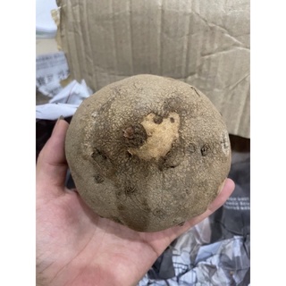 Củ bình vôi Thái (củ bình vôi, cây bình vôi)