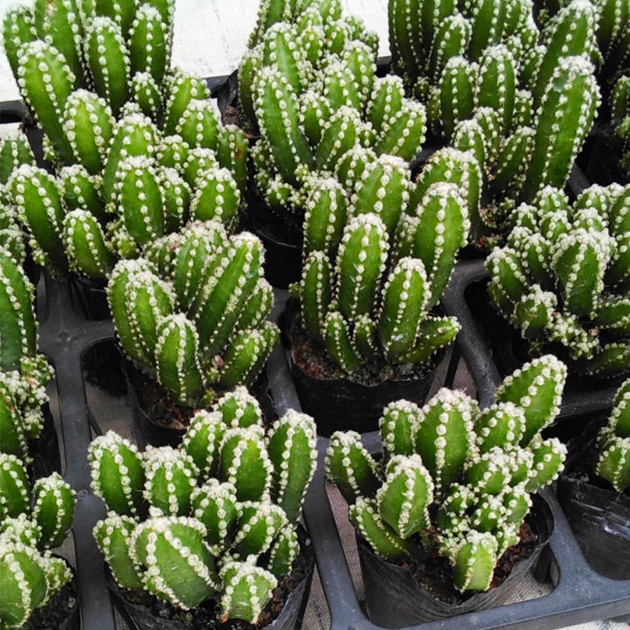 Xương rồng thanh sơn size 6-8cm🌵Hư 1 đổi 1🌟Bao hư hỏng