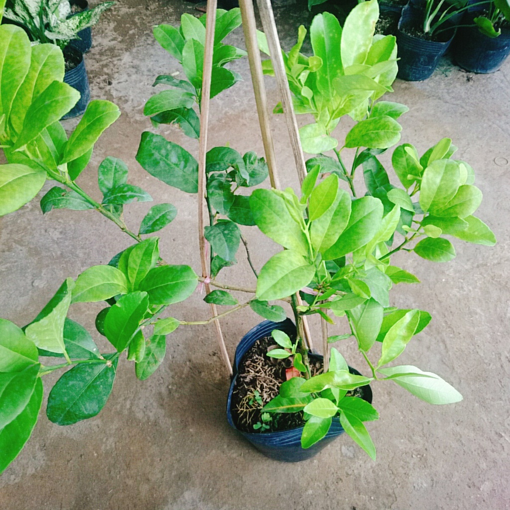 Cây chanh tứ quý cao 40-50 cm - caykiengsadec