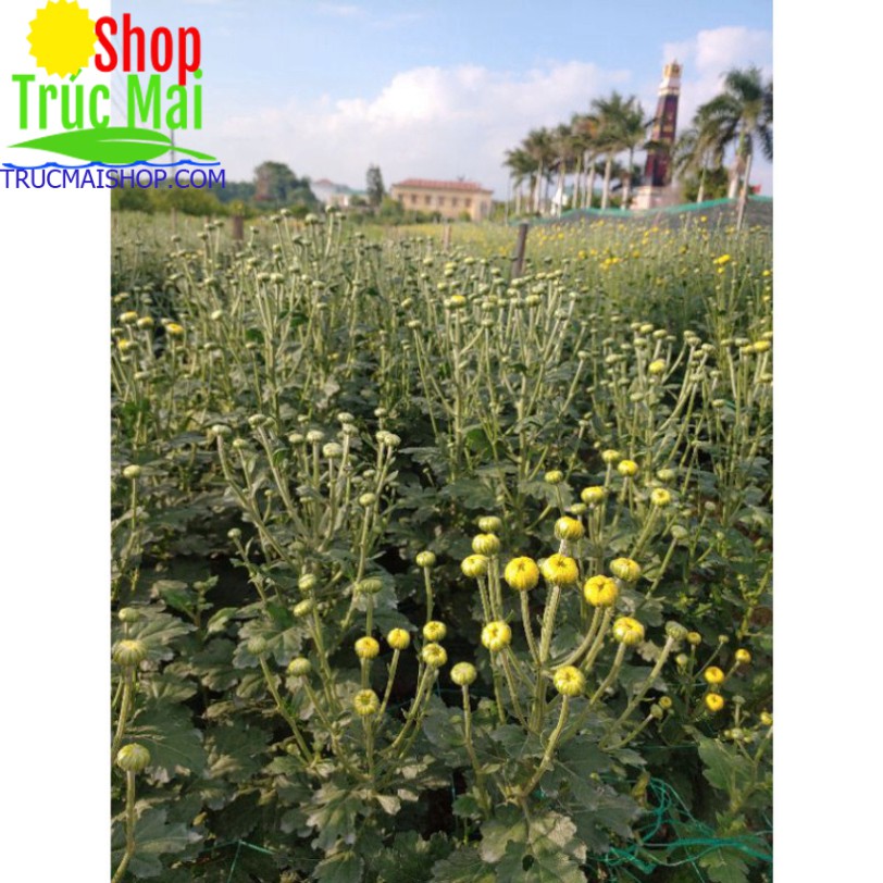 cây 10 nụ hoa cúc vàng cả gốc rễ