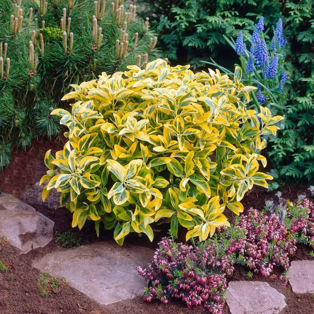 Cây Euonymus japonicus ‘Golden Rocket’ (Đông Thanh Vệ Mâu) chậu treo bí ngô