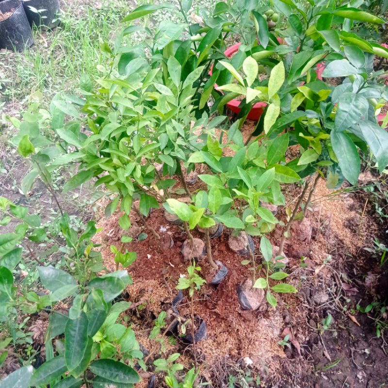 Cây giống Chanh đào