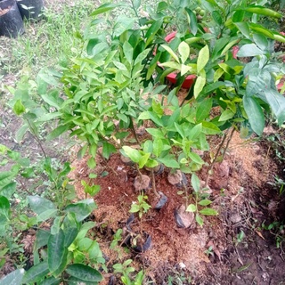 Cây giống Chanh đào (Cây ghép  cho quả sớm)