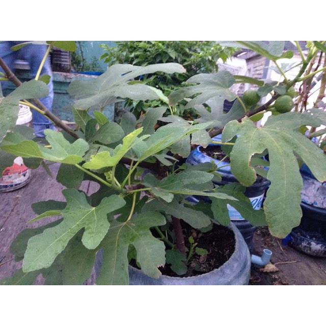 Hạt giống Sung ngọt Mỹ gói 10 hạt - tặng kèm 3 viên nén ươm hạt - HGT