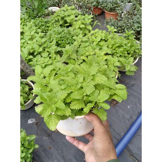 Cây Bạc Hà Xả Chanh