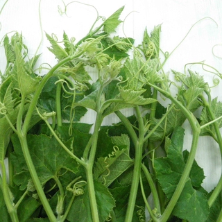 Hạt Giống Bí Ăn Ngọn gói nhỏ