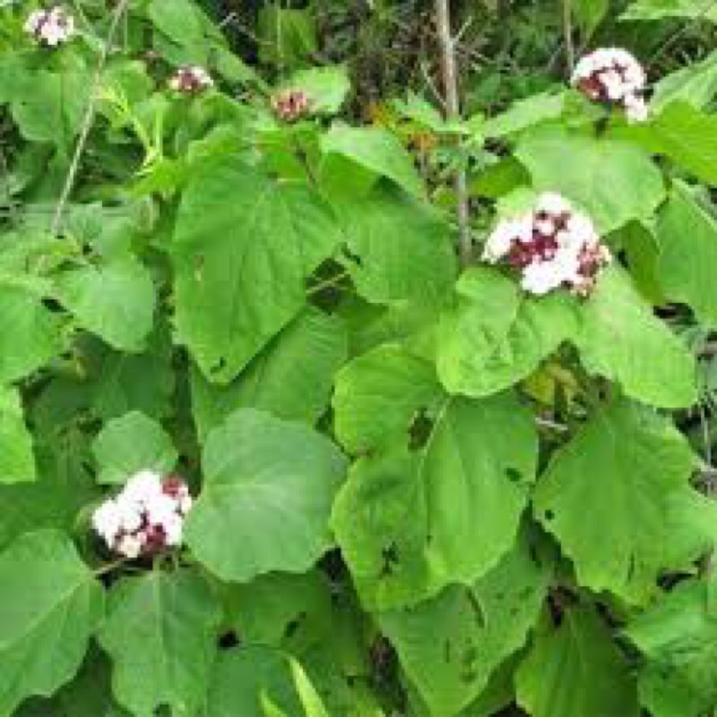 1kg lá cây mò trắng tươi