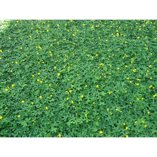 Hạt Giống Cỏ Lạc Đậu Phộng