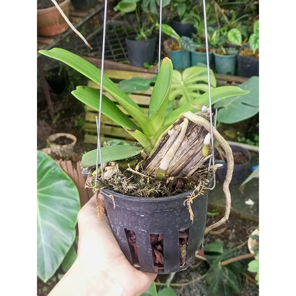 Đai châu, ngọc điểm, nghinh xuân buôn đôn