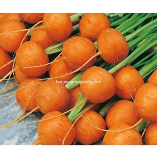 Hạt giống củ cà rốt tròn Rạng Đông gói 1gram