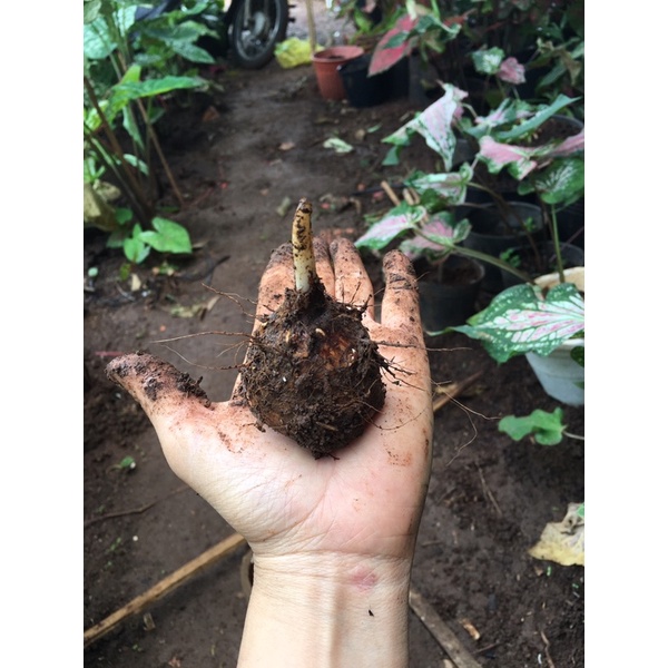 Môn hồng thiên nga