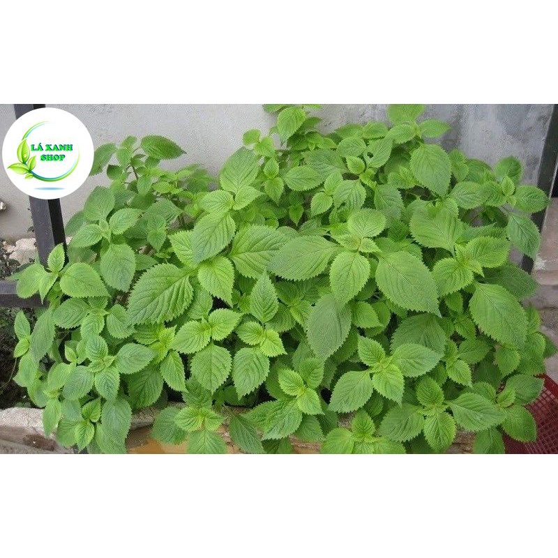 Hạt giống Rau Kinh Giới Dễ Chăm Sóc, Trồng Được Quanh Năm (gói 1 gram) - Hạt Giống Rạng Đông