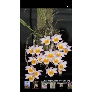 Hoa lan long tu sỉ 4k( set 5 khóm )