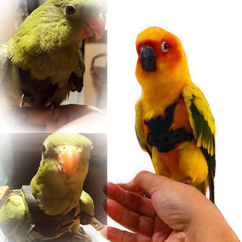 Dây Dắt Chim/ Vẹt Chống Cắn Tiện Dụng