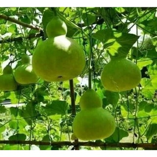 Hạt giống bầu hồ lô 5 hạt