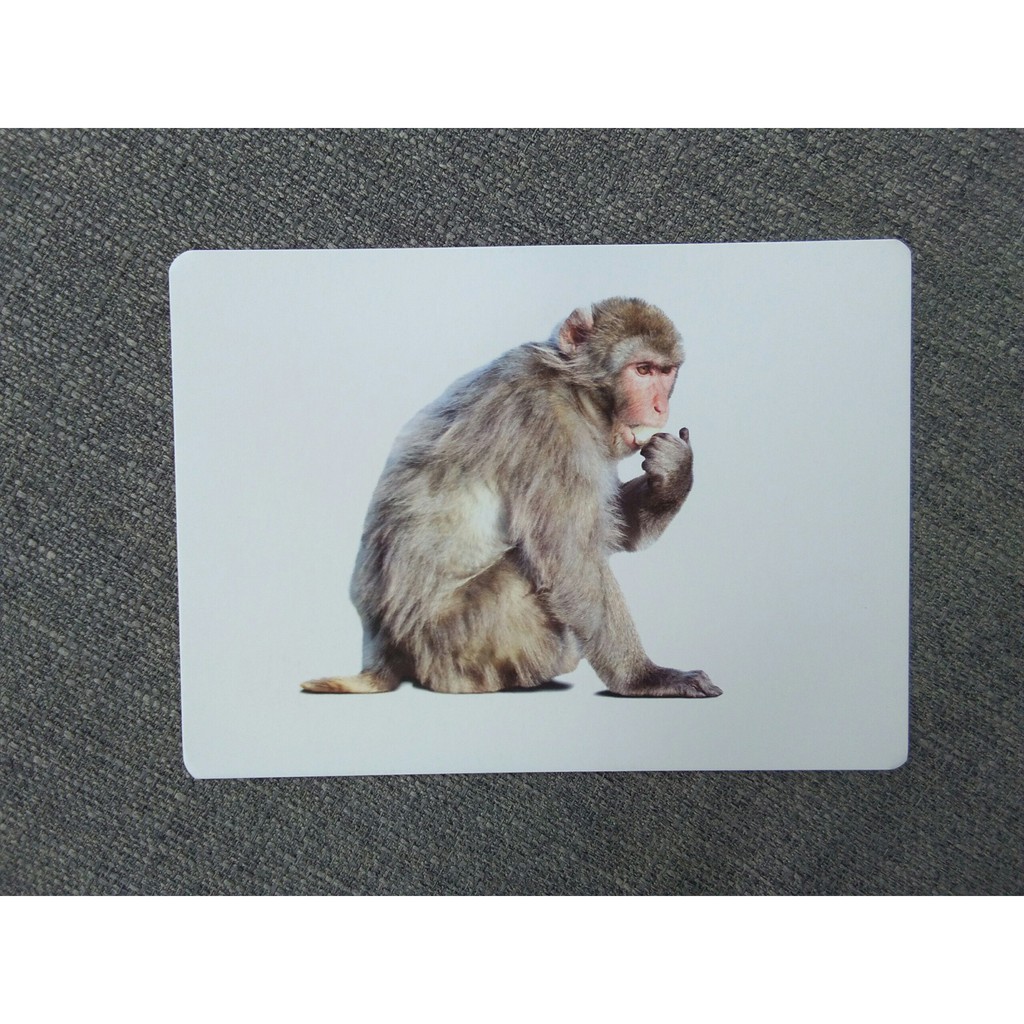 Flashcard Dạy Trẻ Theo Phương Pháp Glenn Doman - Động Vật Hoang Dã