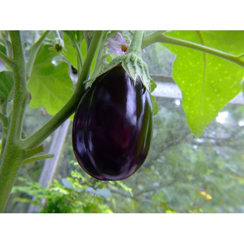 Hạt giống cà tím giọt nước cao sản F1