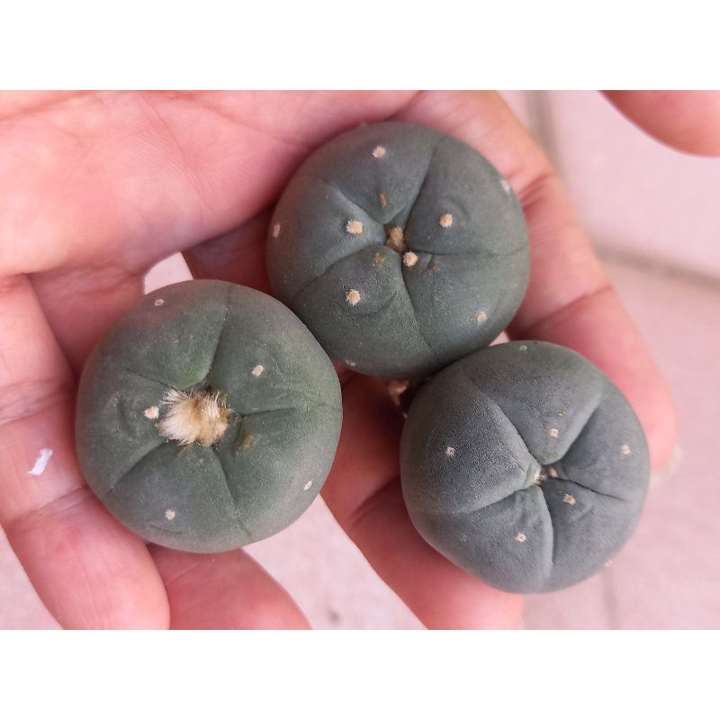 Xương rồng Lopho